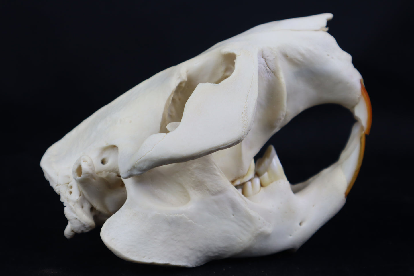 Geriatric Beaver Skull