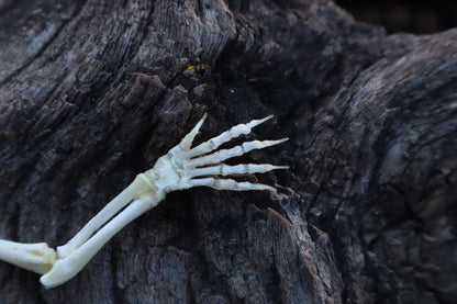 Stillborn Kitten Arm Articulation