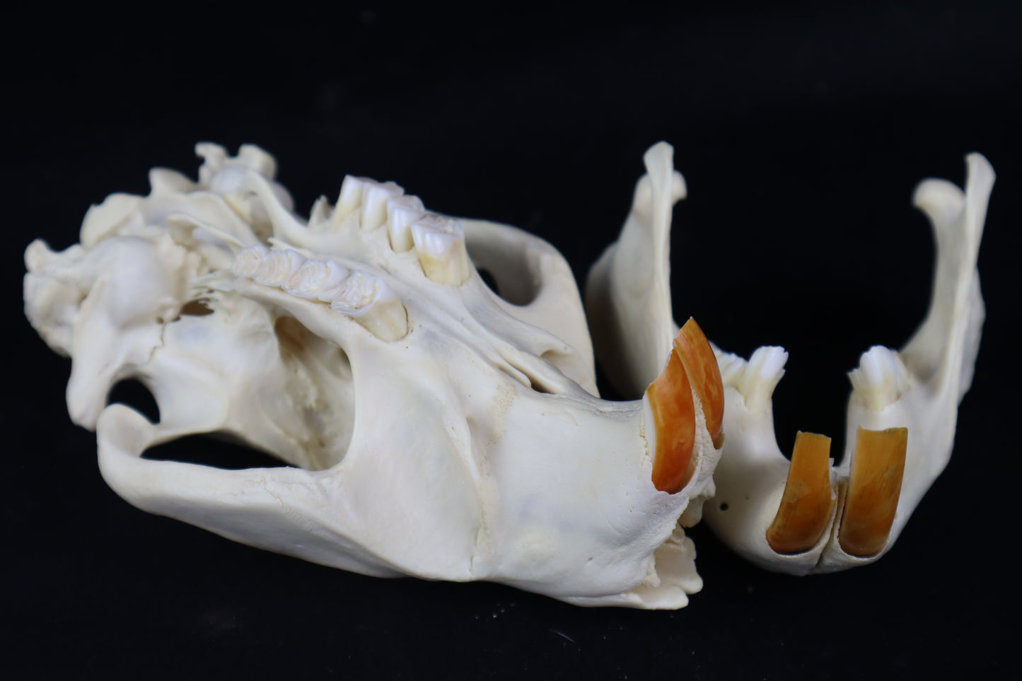 Geriatric Beaver Skull