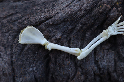 Stillborn Kitten Arm Articulation