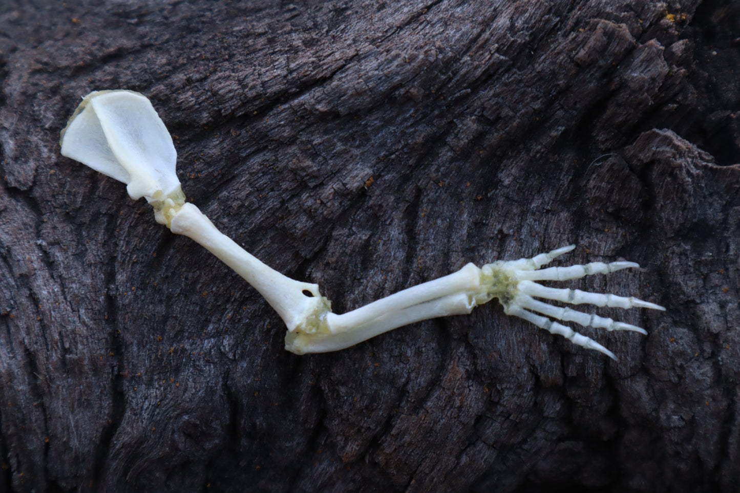 Stillborn Kitten Arm Articulation