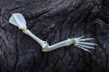 Stillborn Kitten Arm Articulation