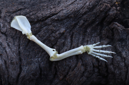 Stillborn Kitten Arm Articulation