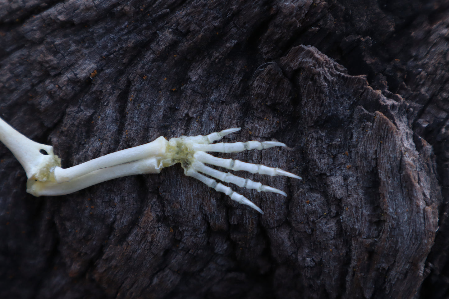 Stillborn Kitten Arm Articulation