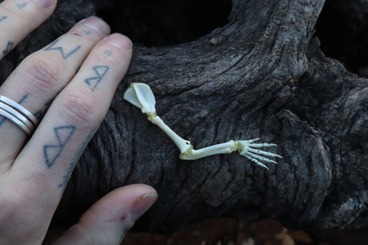 Stillborn Kitten Arm Articulation