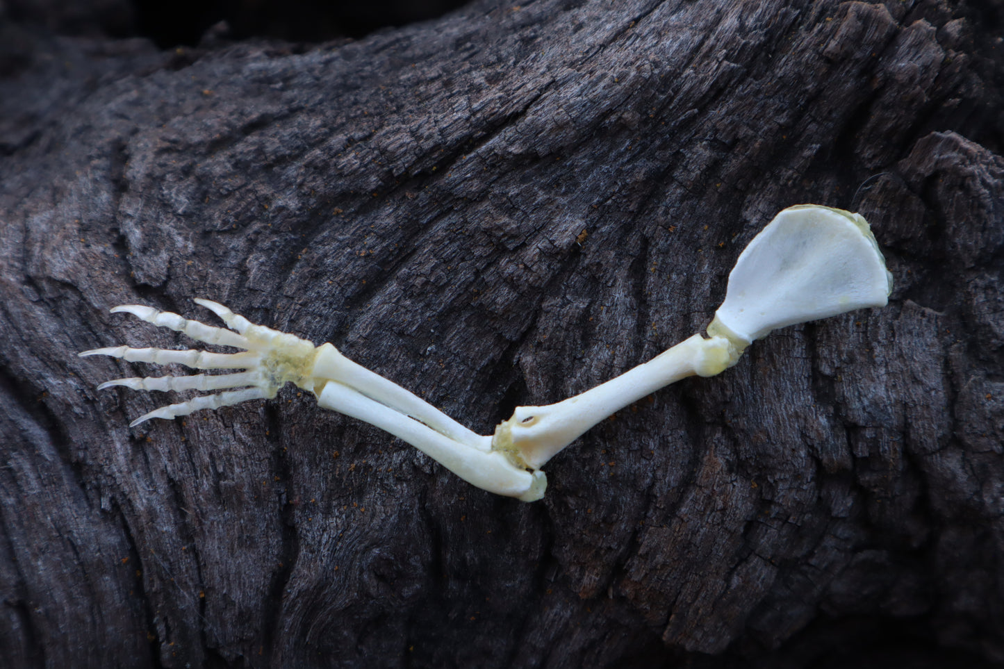 Stillborn Kitten Arm Articulation