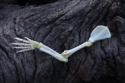 Stillborn Kitten Arm Articulation