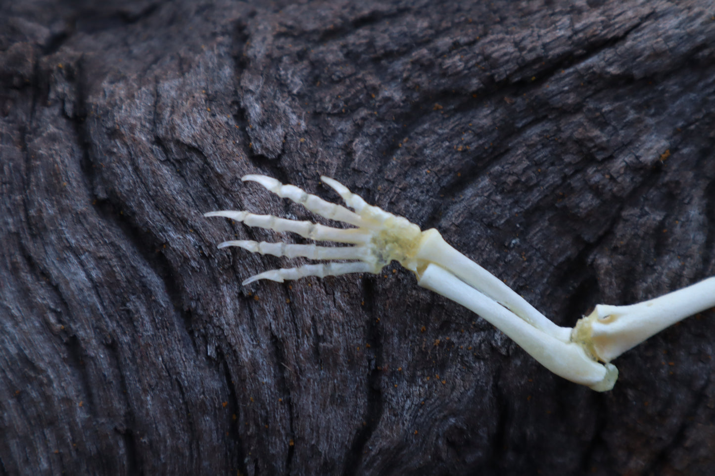 Stillborn Kitten Arm Articulation