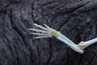 Stillborn Kitten Arm Articulation