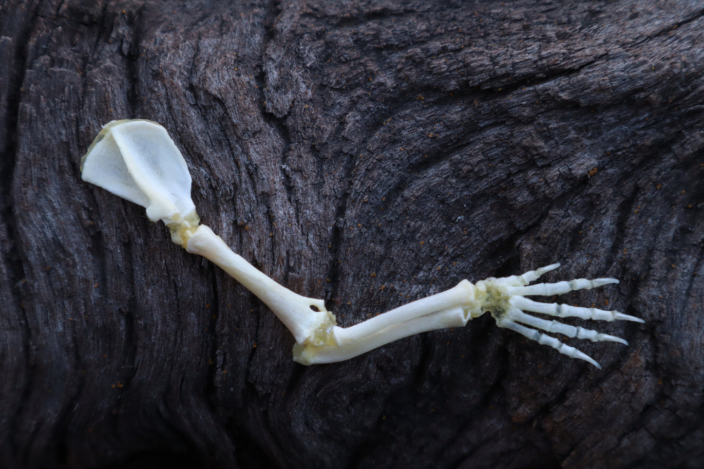 Stillborn Kitten Arm Articulation