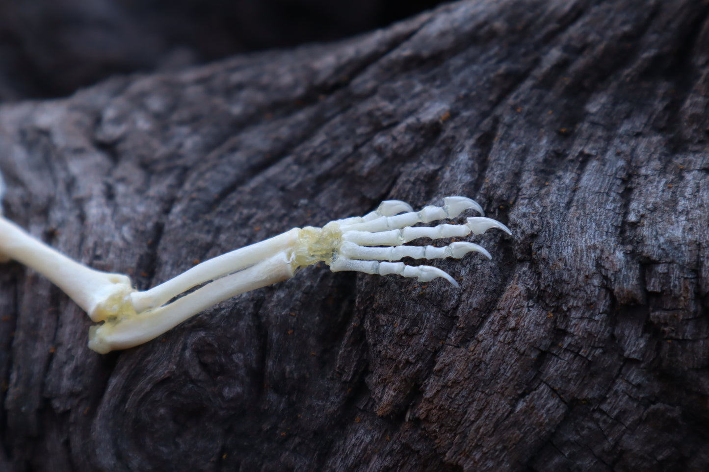 Stillborn Kitten Arm Articulation