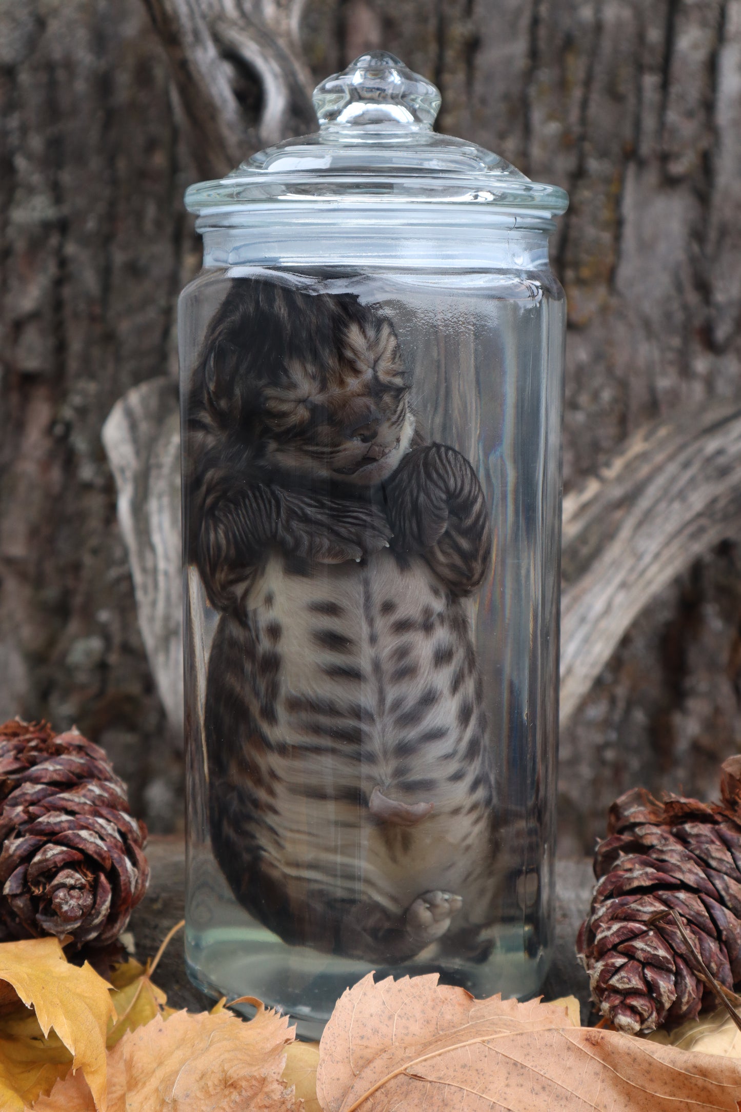 Fetal Bobcat Wet Specimen