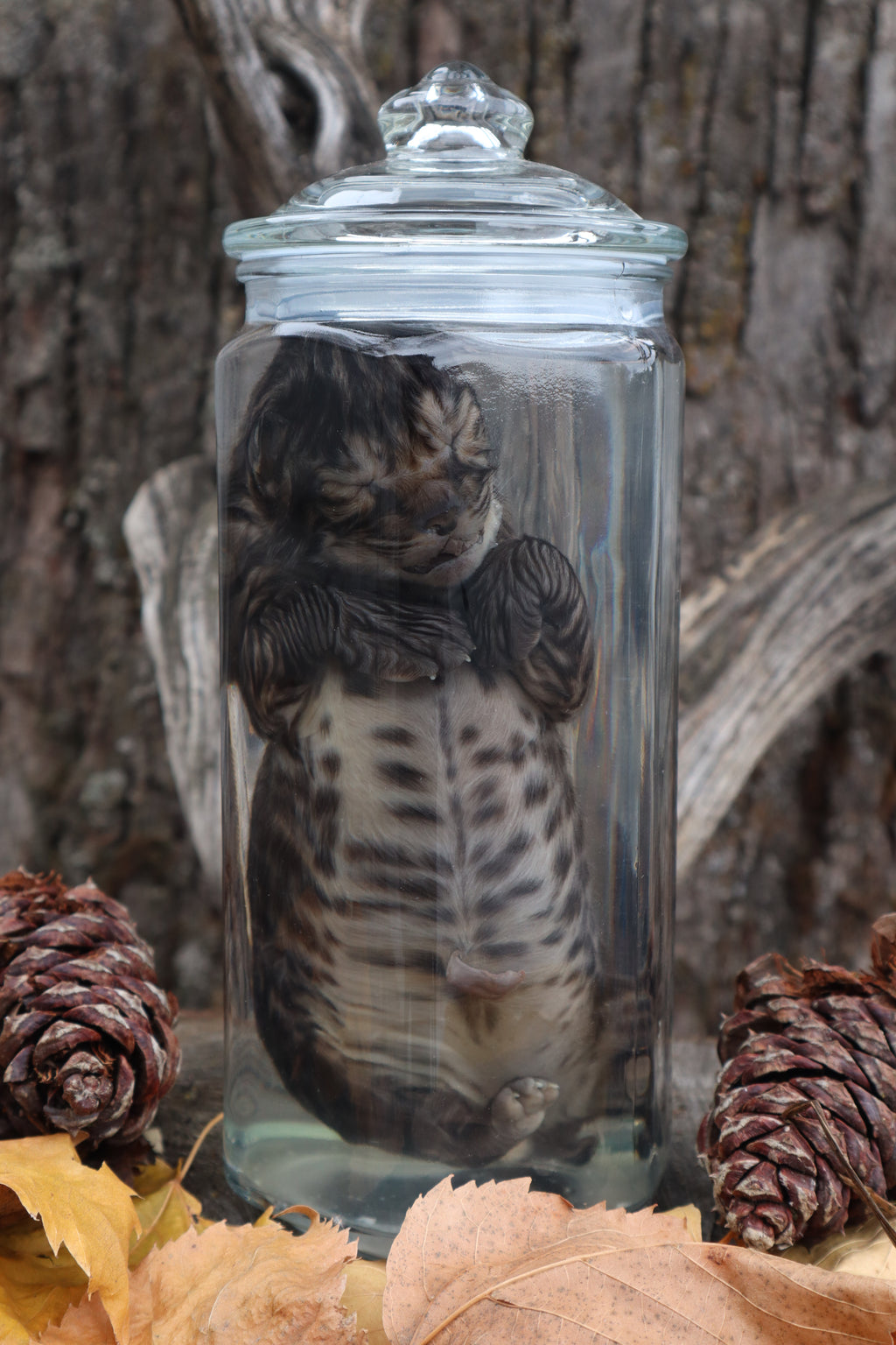 Fetal Bobcat Wet Specimen