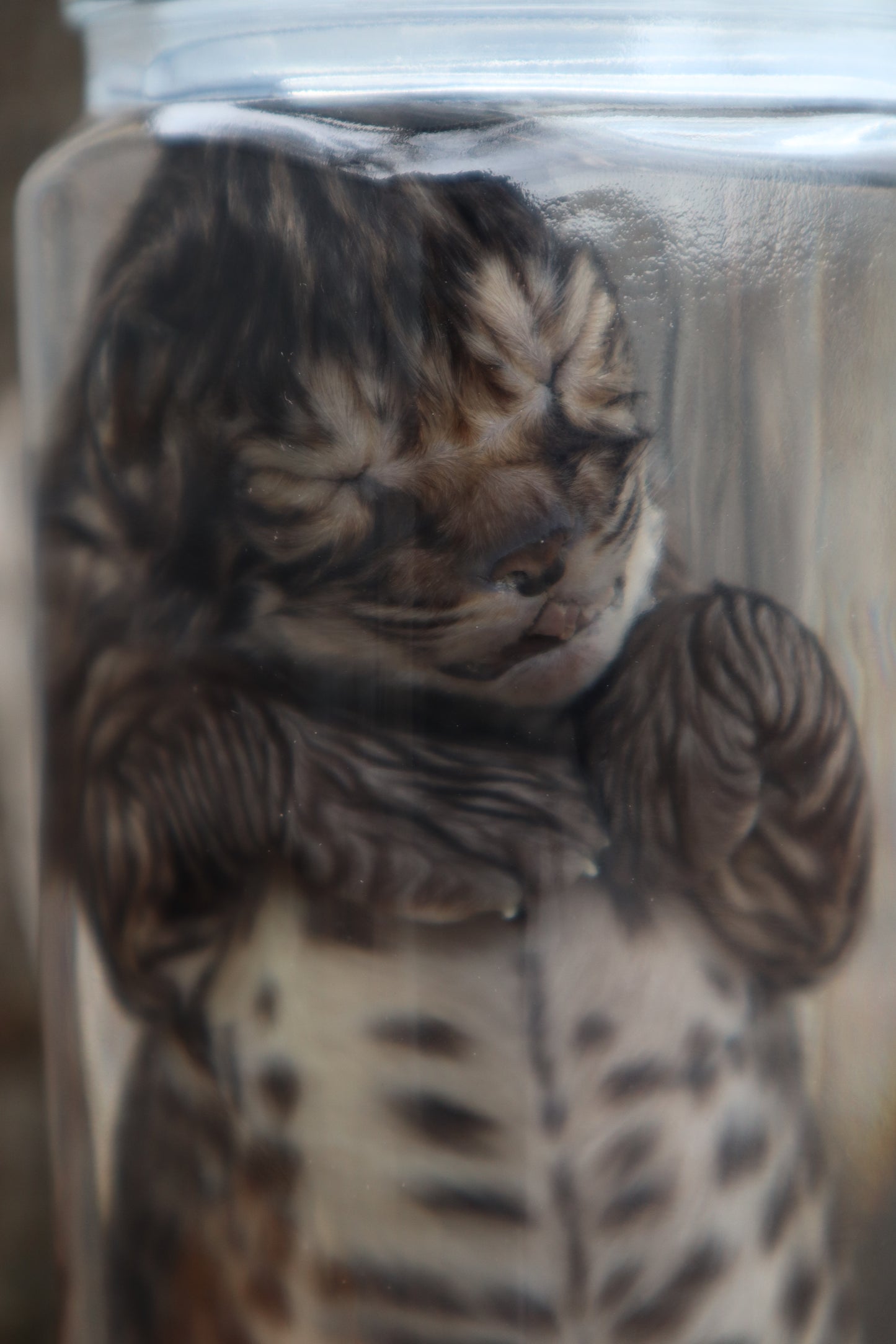 Fetal Bobcat Wet Specimen