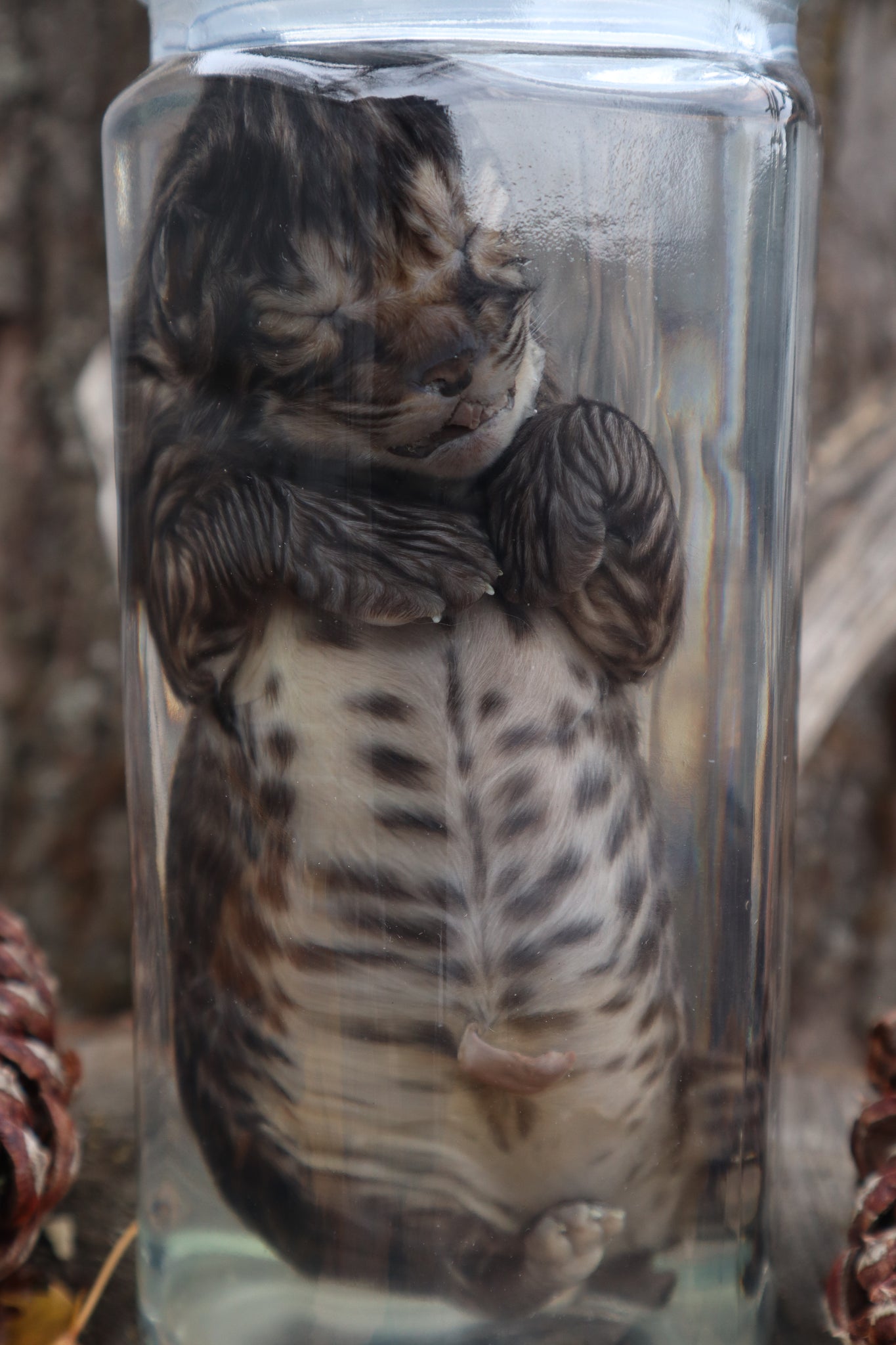 Fetal Bobcat Wet Specimen