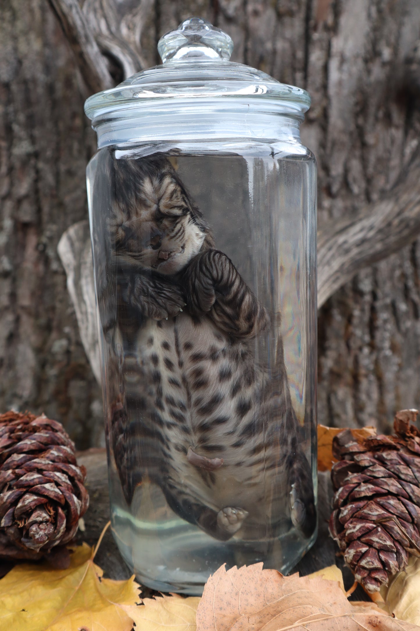 Fetal Bobcat Wet Specimen