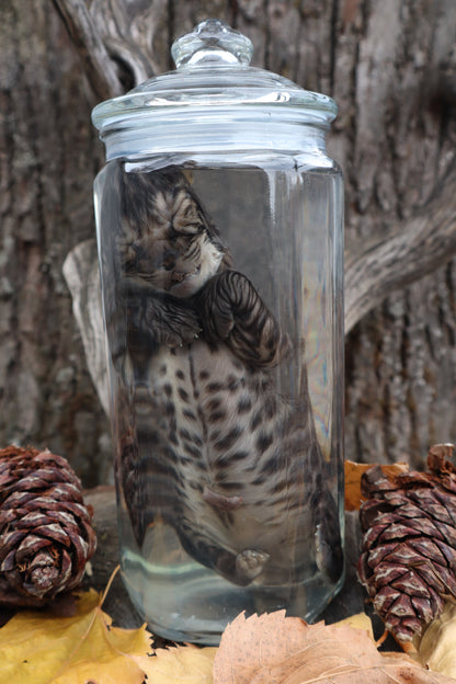 Fetal Bobcat Wet Specimen