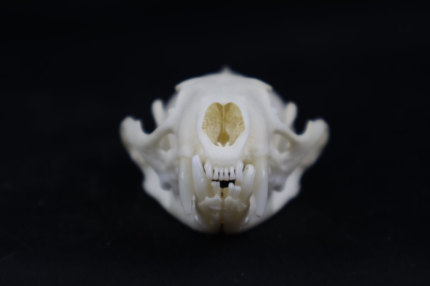 Mink Skull