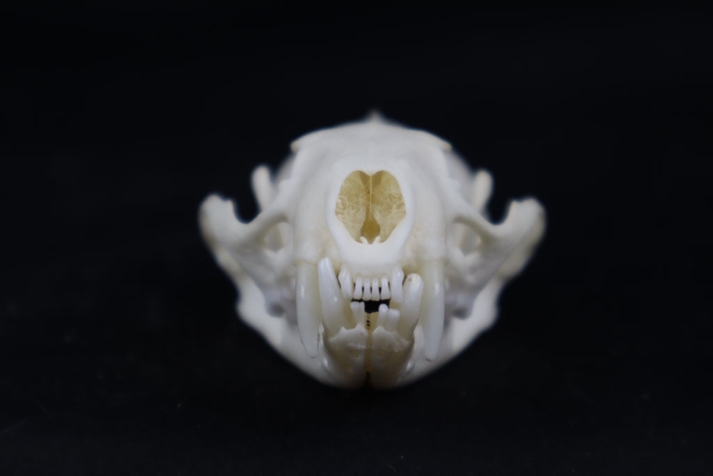 Mink Skull