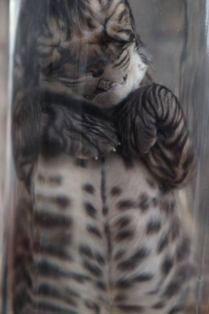 Fetal Bobcat Wet Specimen