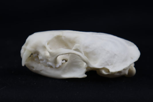 Mink Skull