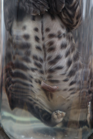 Fetal Bobcat Wet Specimen