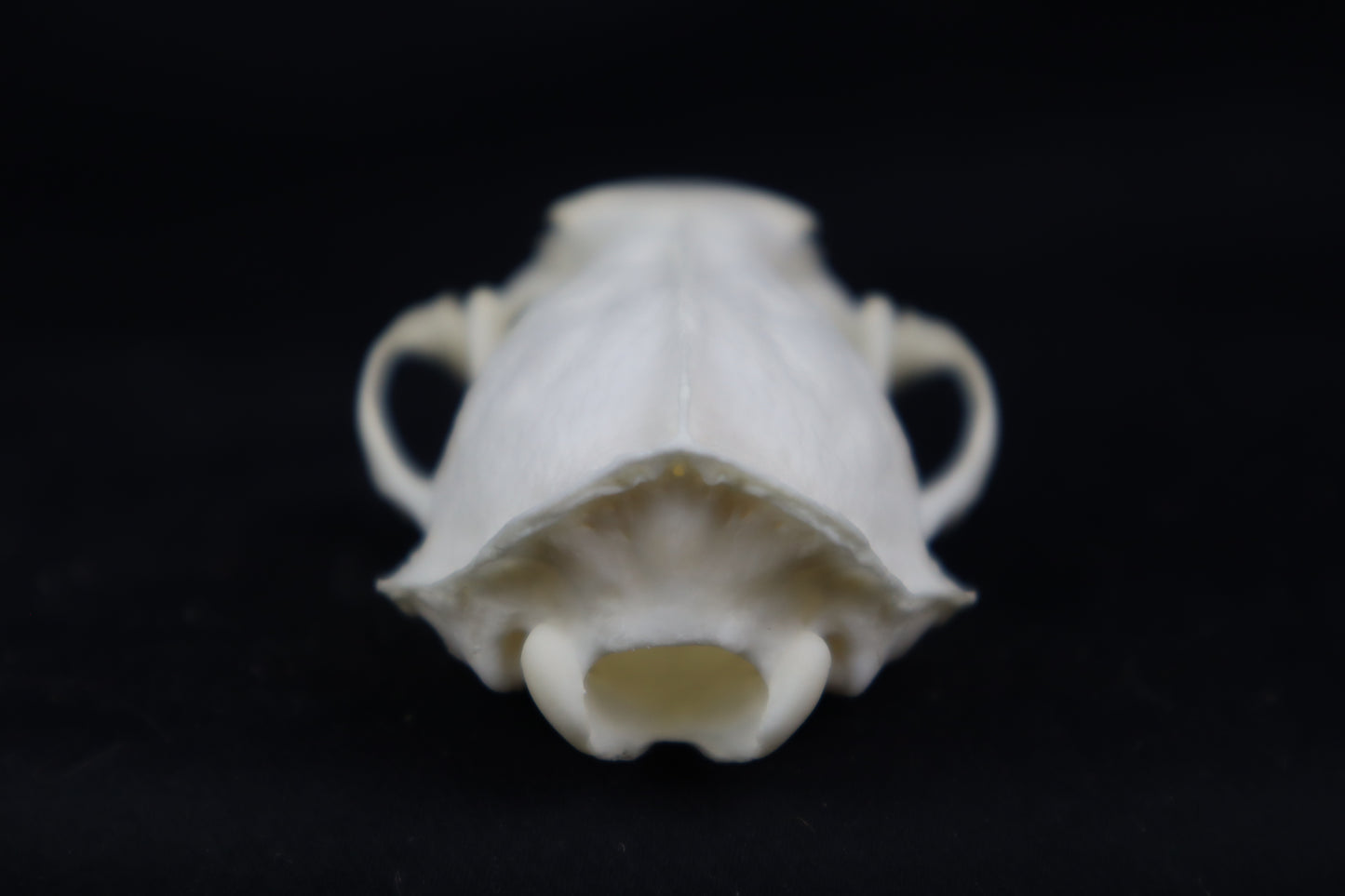 Mink Skull