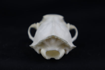 Mink Skull