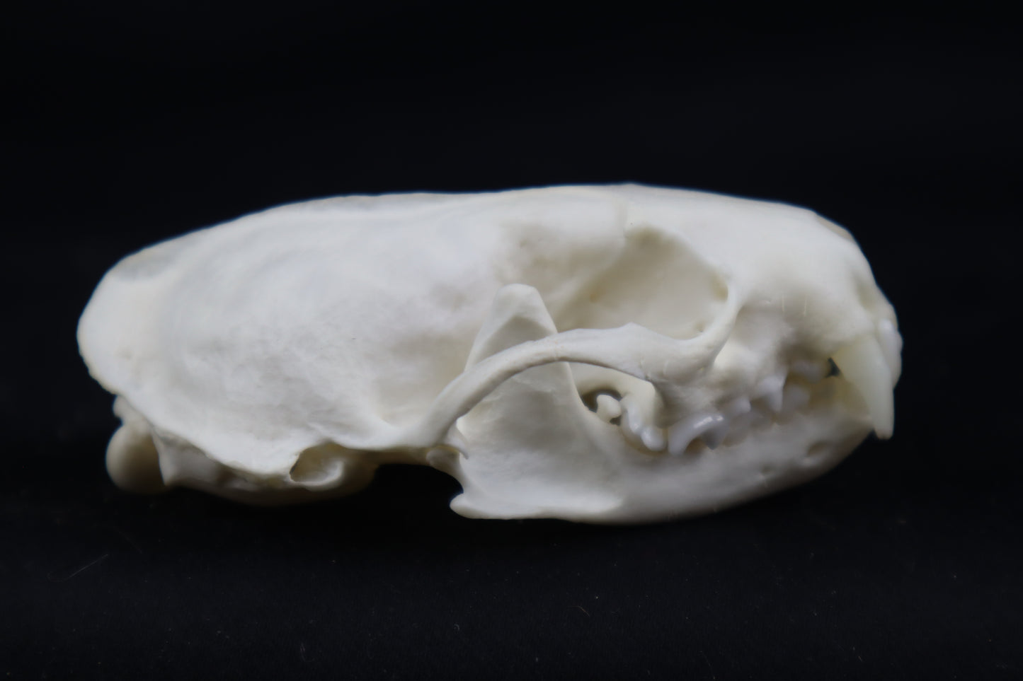 Mink Skull