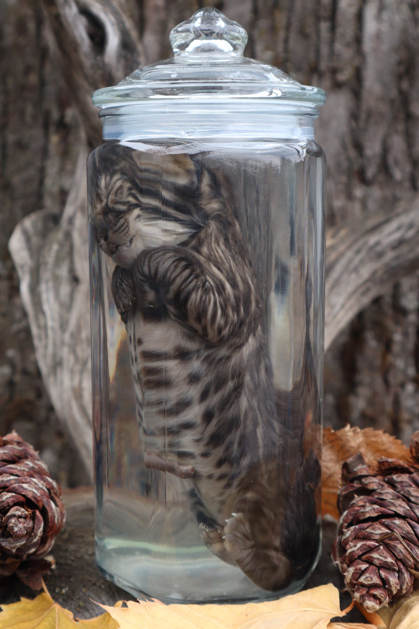 Fetal Bobcat Wet Specimen