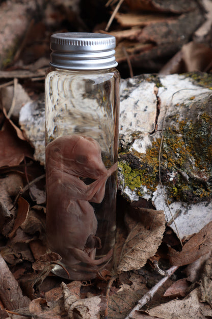 Fetal Coyote Pup Wet Specimen with Gastroschisis