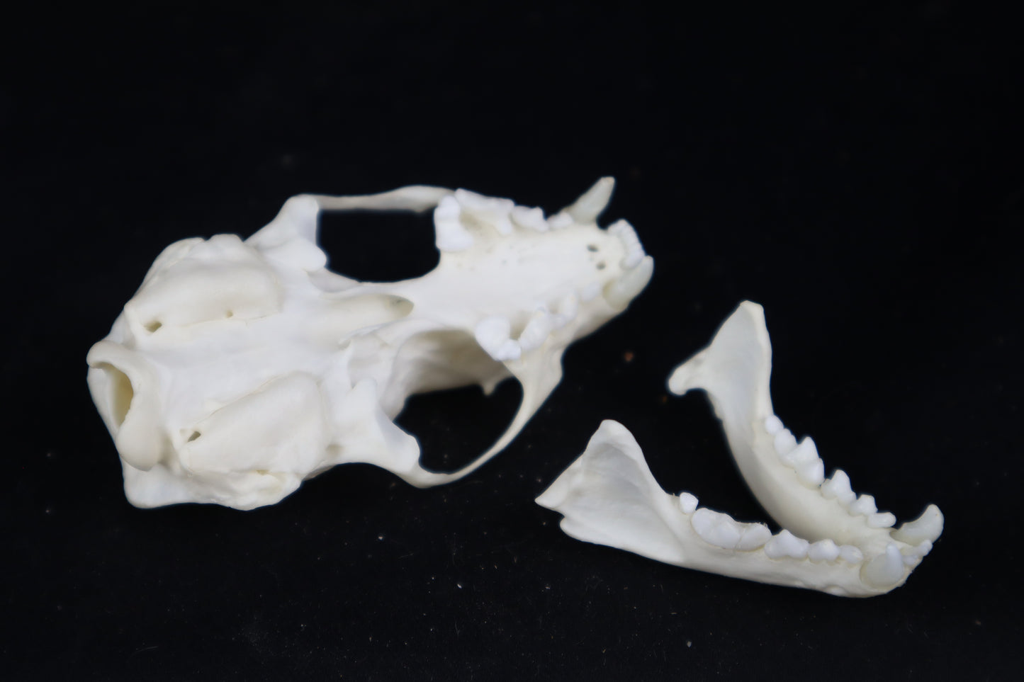 Mink Skull