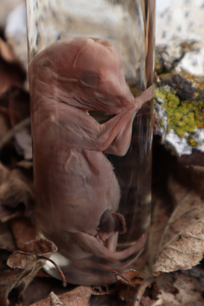 Fetal Coyote Pup Wet Specimen with Gastroschisis
