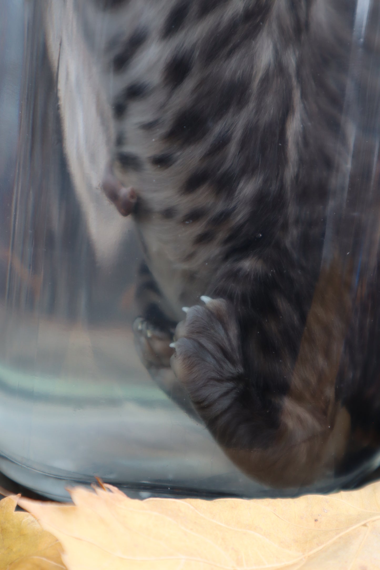 Fetal Bobcat Wet Specimen