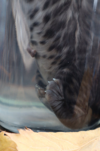 Fetal Bobcat Wet Specimen