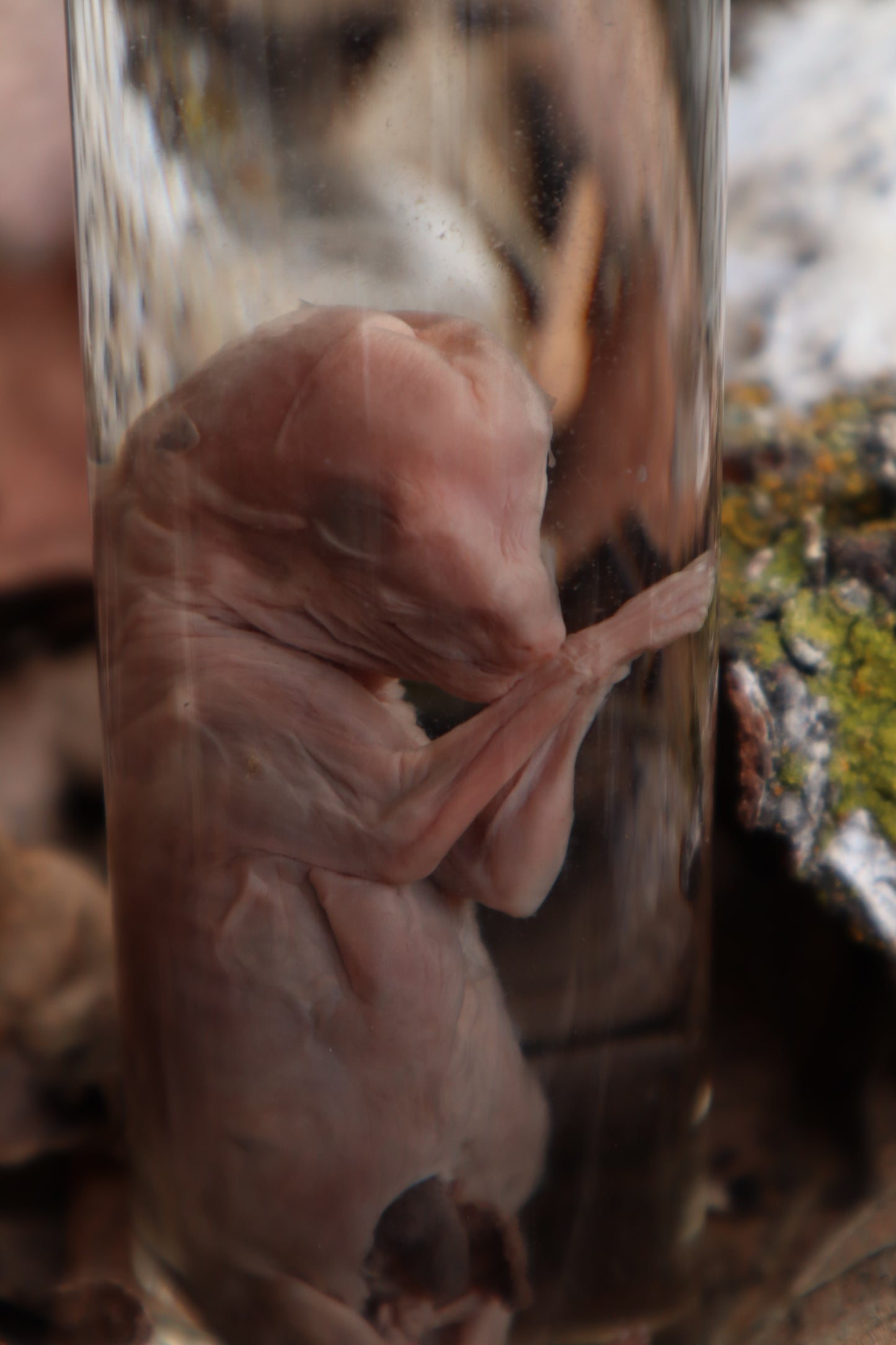 Fetal Coyote Pup Wet Specimen with Gastroschisis