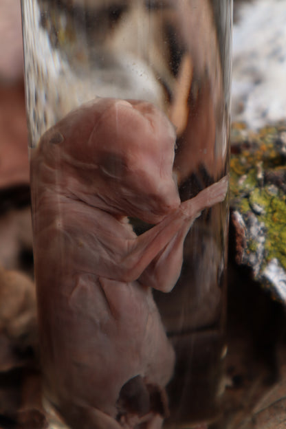 Fetal Coyote Pup Wet Specimen with Gastroschisis