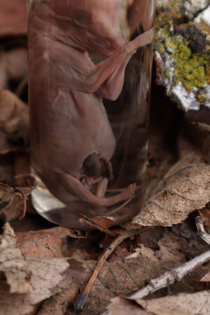 Fetal Coyote Pup Wet Specimen with Gastroschisis