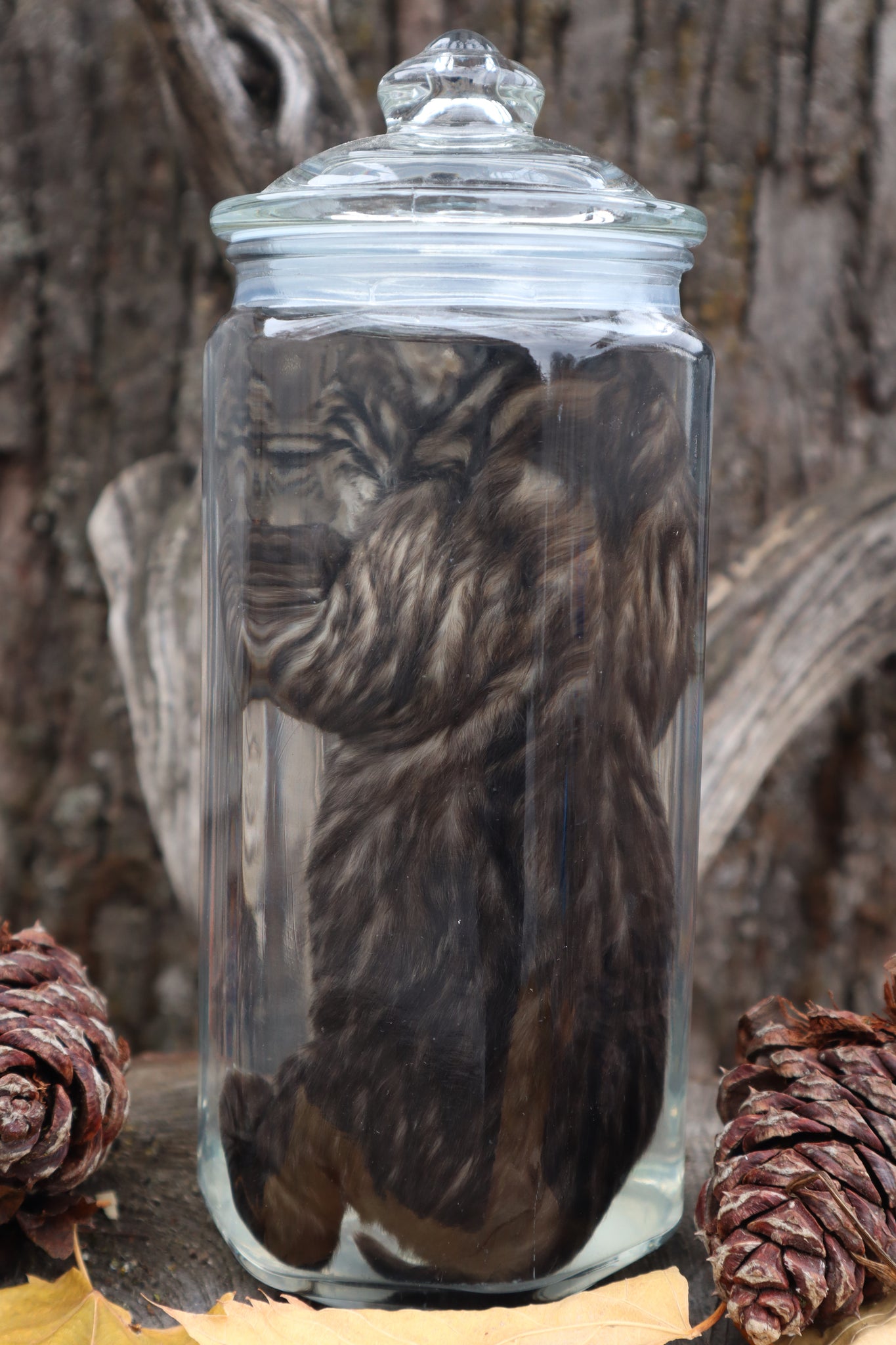 Fetal Bobcat Wet Specimen