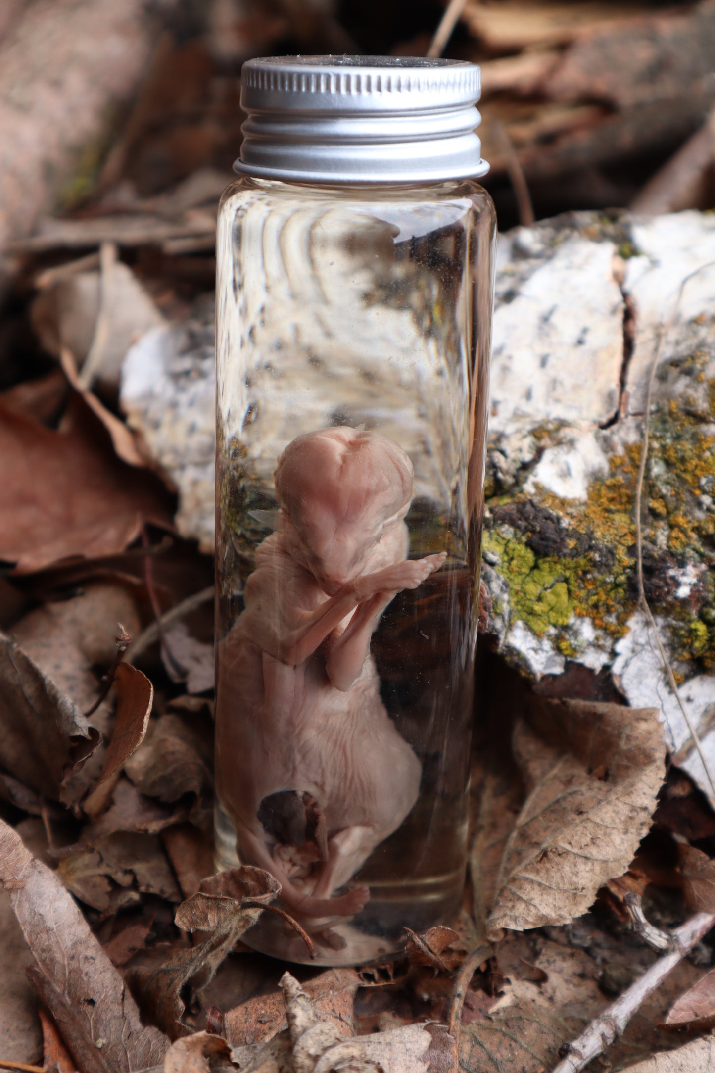 Fetal Coyote Pup Wet Specimen with Gastroschisis