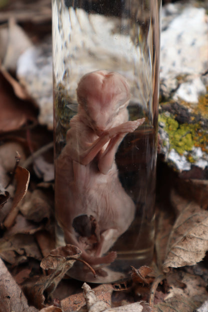 Fetal Coyote Pup Wet Specimen with Gastroschisis