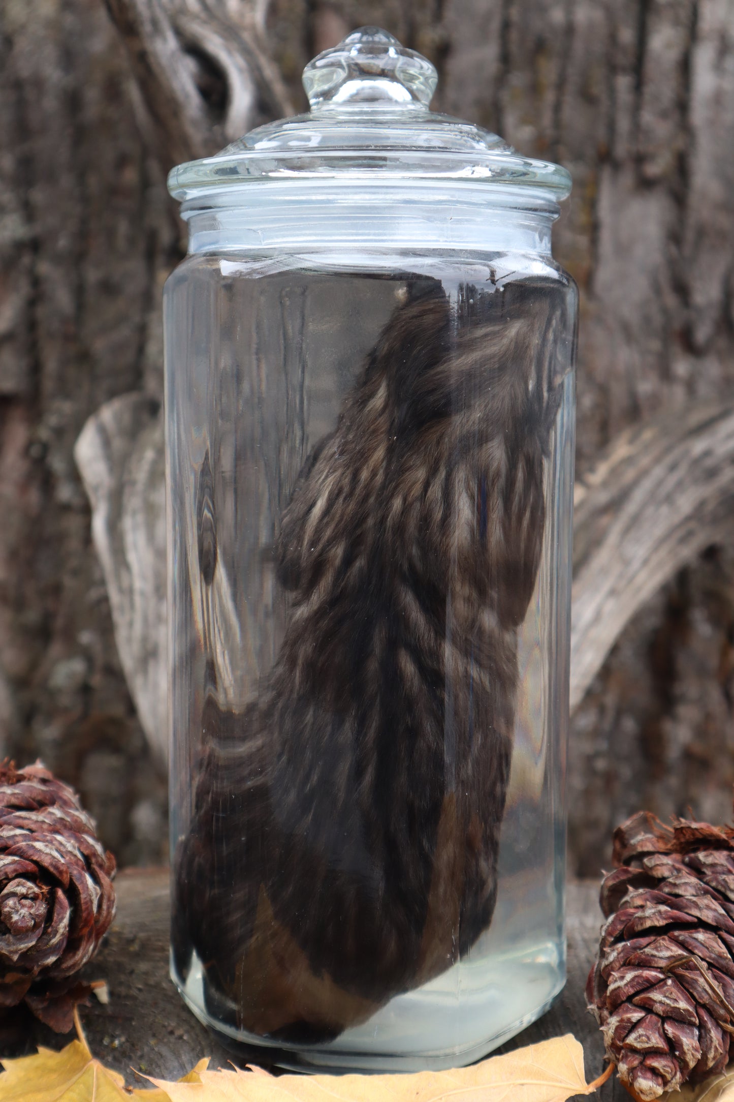 Fetal Bobcat Wet Specimen