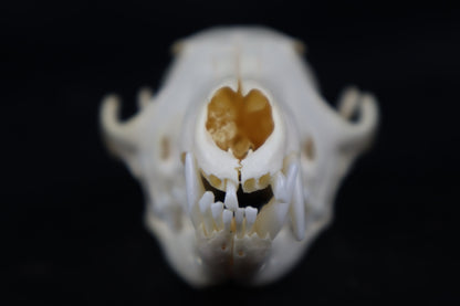 Craft Red Fox Skull