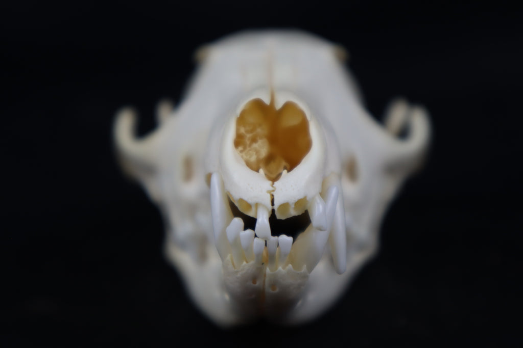 Craft Red Fox Skull