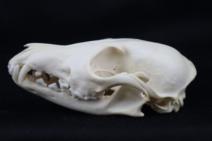 Craft Red Fox Skull