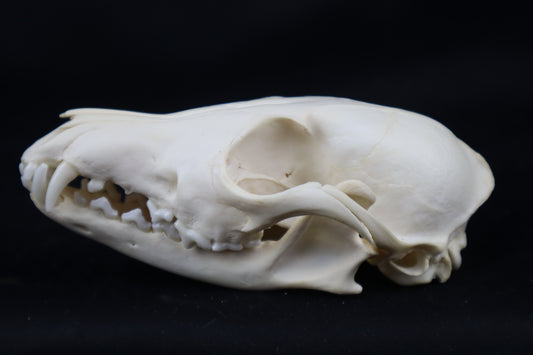 Craft Red Fox Skull