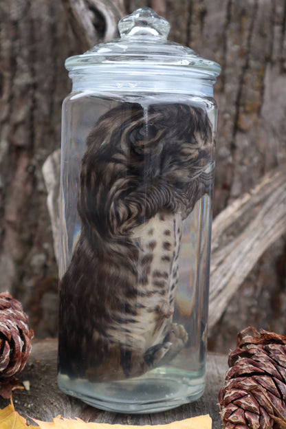 Fetal Bobcat Wet Specimen