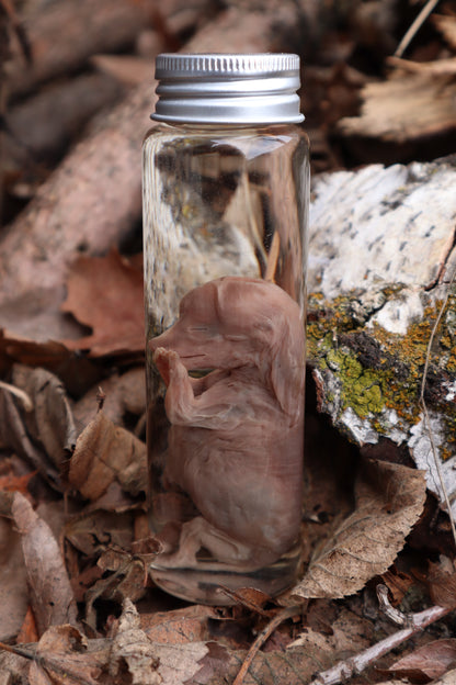 Fetal Coyote Pup Wet Specimen with Gastroschisis