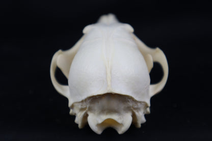 Craft Red Fox Skull