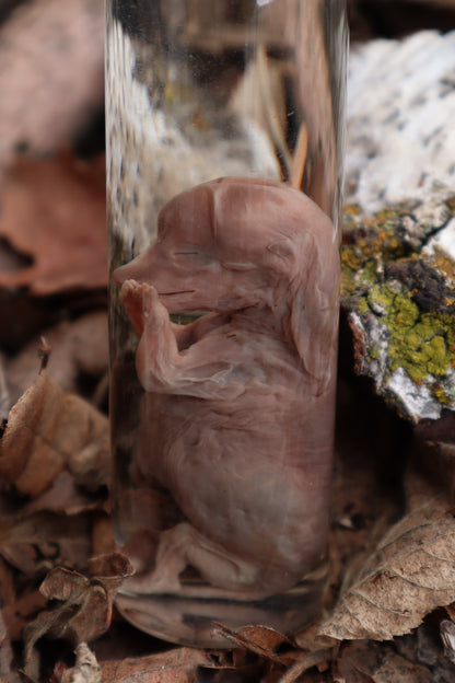 Fetal Coyote Pup Wet Specimen with Gastroschisis